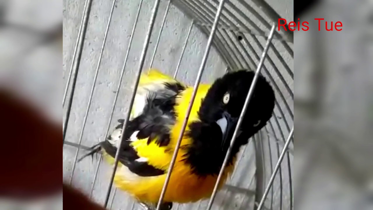 Sanha&ccedil;o cara de Macaco @Moizez Reis