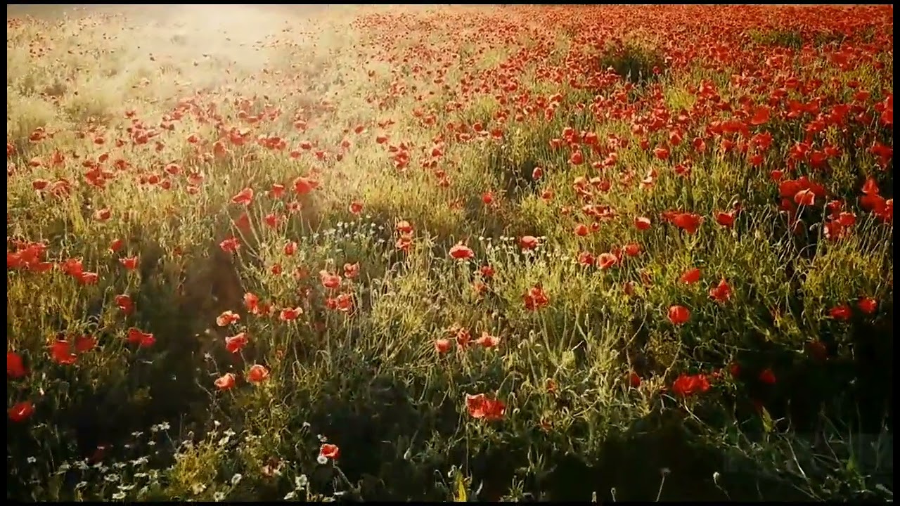 SUNDAY MORNING #McCoy007 #SoothingMusic #Soultouching #Stressrelief #Peaceful  #Beautifulnature