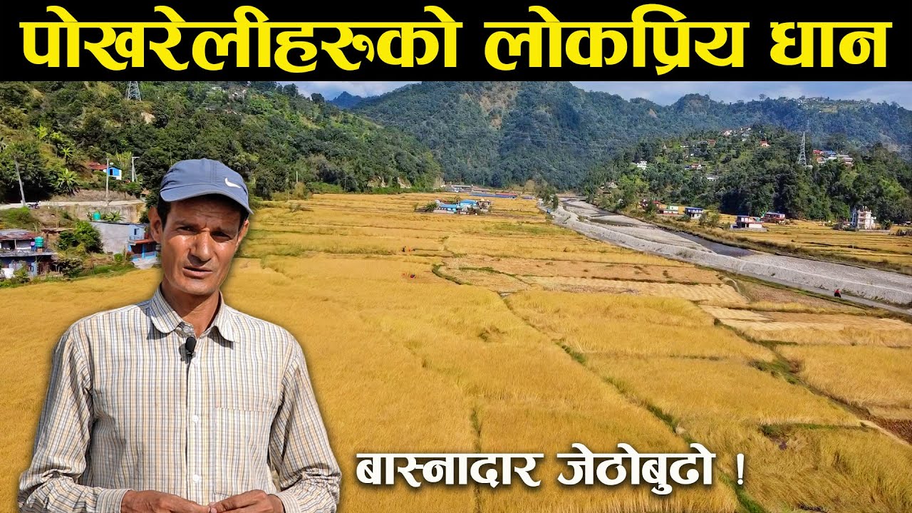 पोखरेलीहरुको लोकप्रिय धान - Pokhareli people's popular rice variety