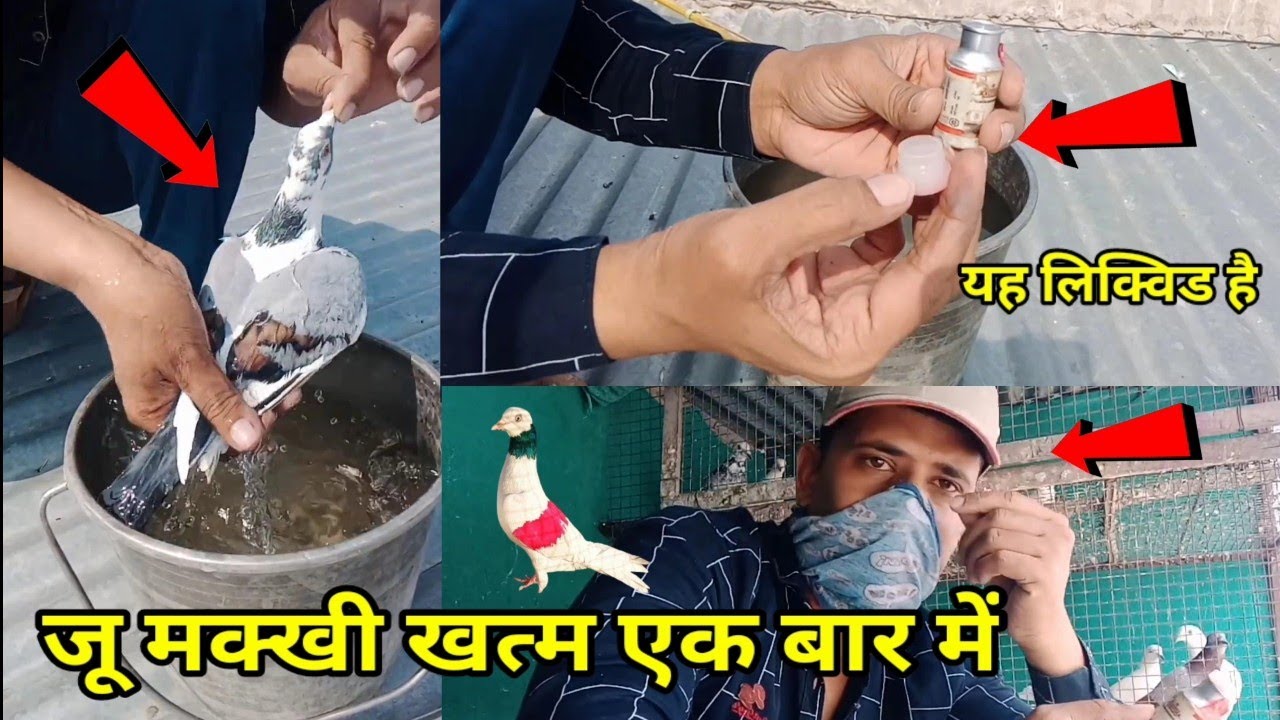 कबूतर मैं जु मक्खी खत्म / 1 ही बार में / is tarike se Nahan karae / Kabootar tandurust rahenge