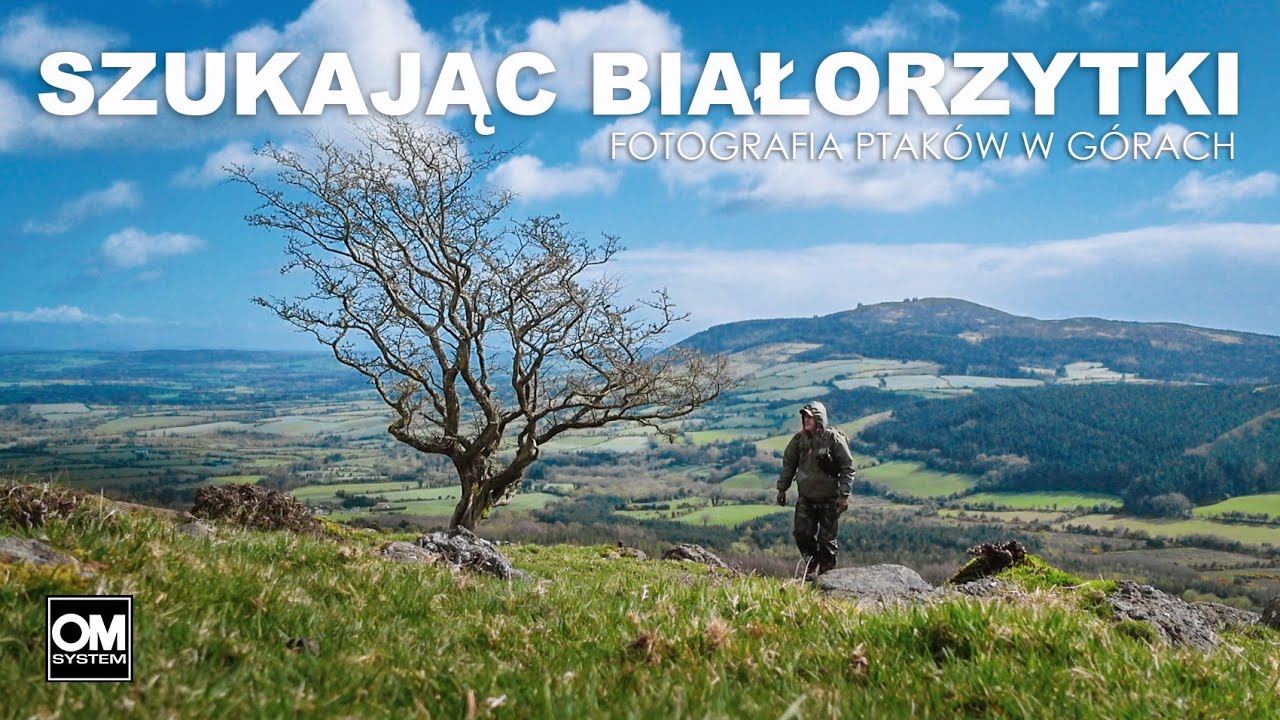 SZUKAJĄC BIAŁORZYTKI - Fotografia Ptaków w Górach // Dzika Irlandia // OM System OM-1