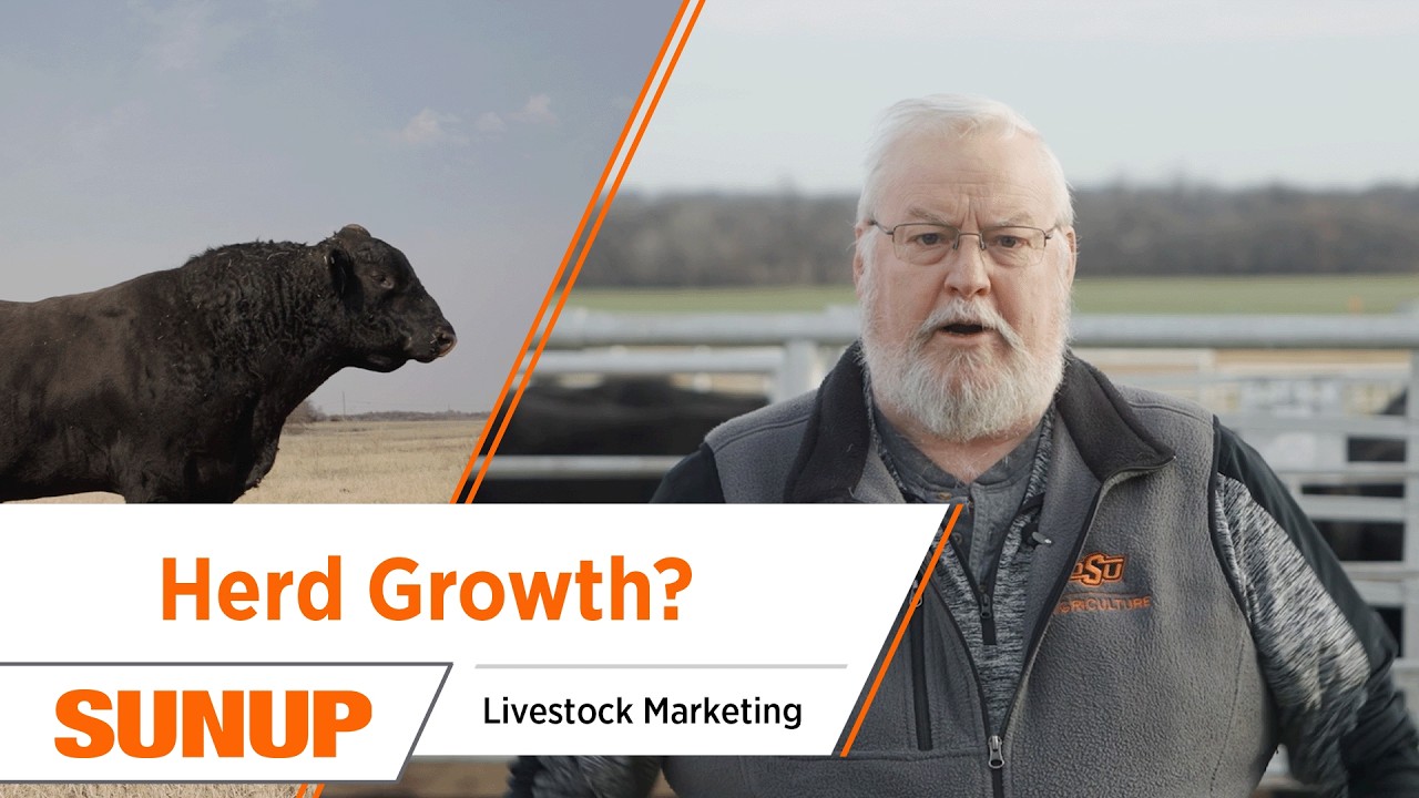 US Cattle Herd Not Growing? Here&rsquo;s What It Means for 2025