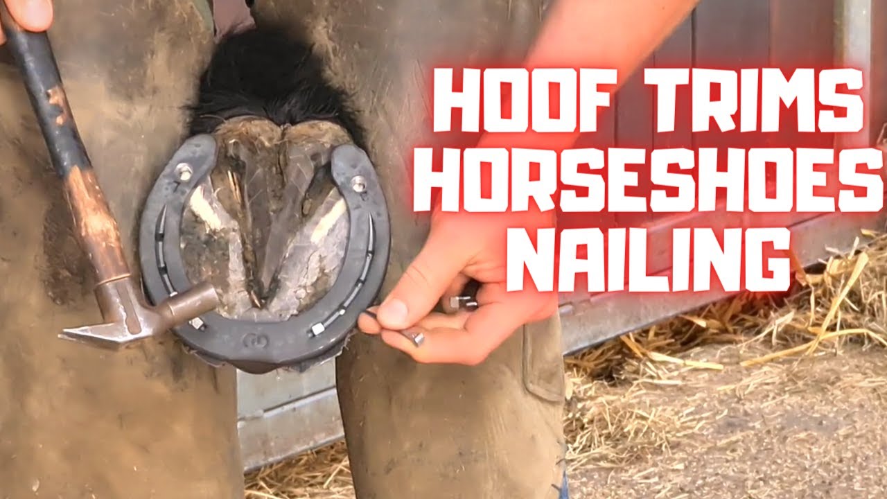 Hoof trims, Horseshoes and Nailing them! | Friesian Horses