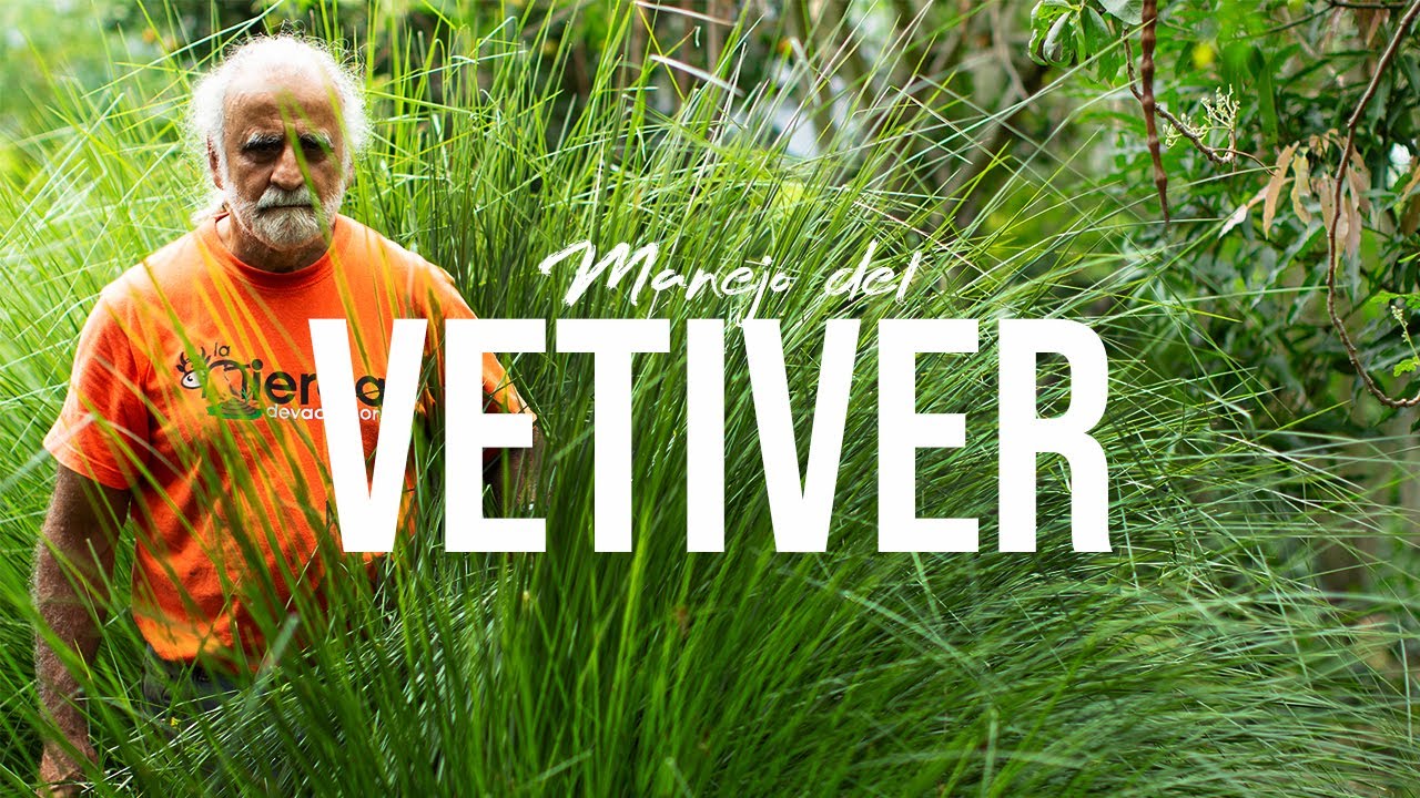 EL VETIVER, SU MANEJO Y FUNCIONAMIENTO EN LA AGRICULTURA | Jairo Restrepo Rivera