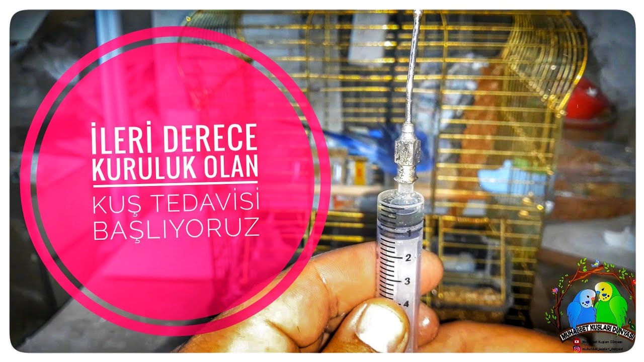 İleri Derece Kuruluk Olan Kuş Tedavisi Başlıyor