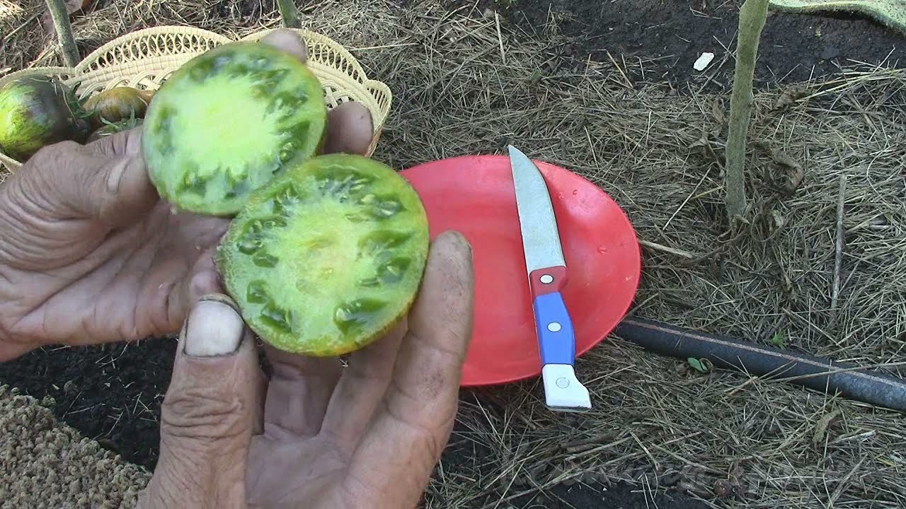 Зелёная богиня Занаду