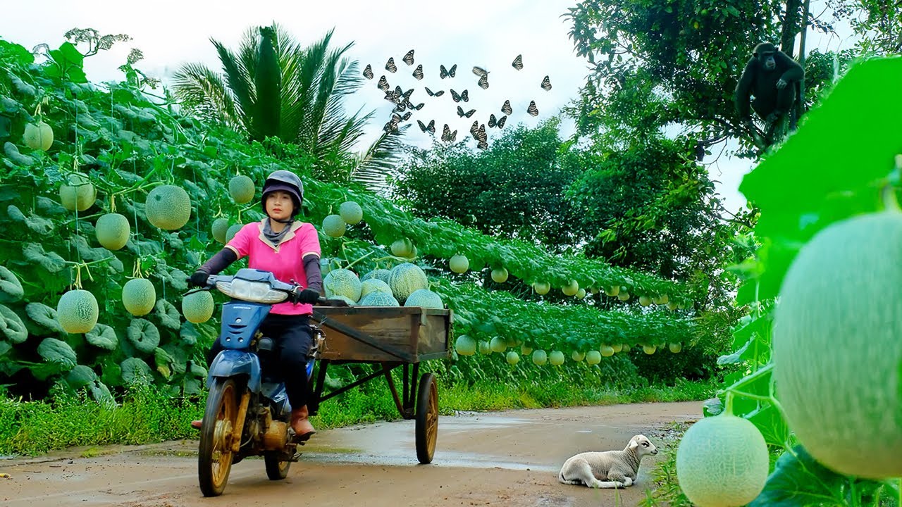 Harvest A Truckload Of Melons To Sell At The Market, Garden, Care For Livestock| Tieu Lien's Farm