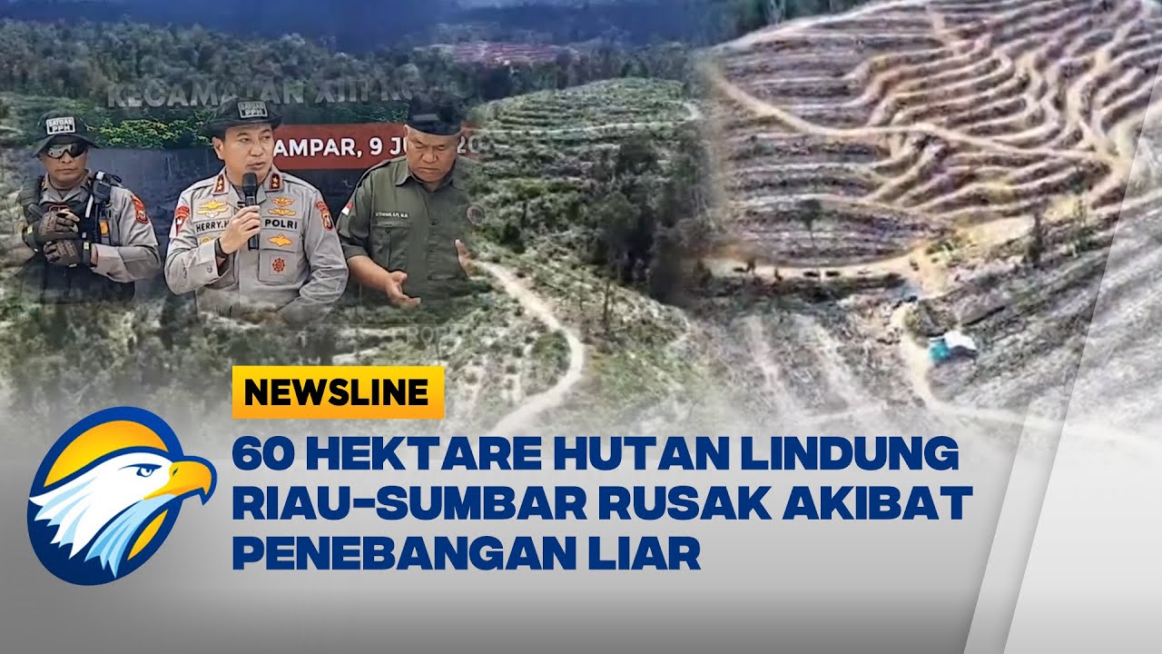 Polisi Bongkar Perambahan 60 Hektare Hutan Lindung di Perbatasan Riau-Sumbar