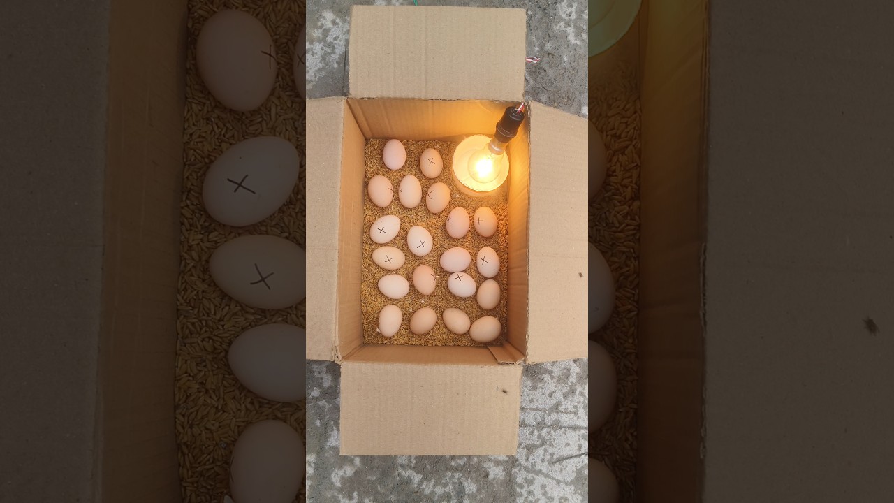 How to make incubator Chicken in home real box DIY