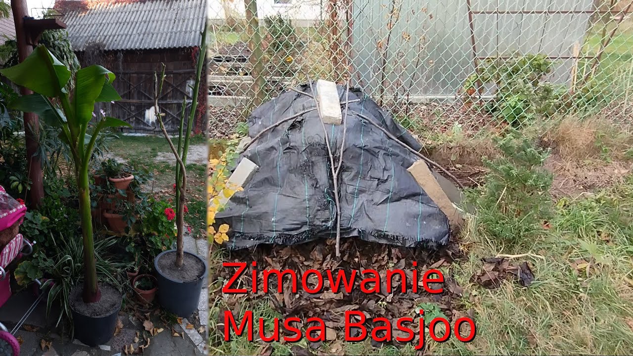 Zimowanie bananowca w Polsce, pasywna osłona dla musa basjoo