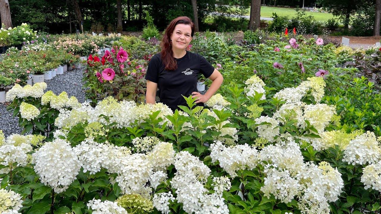 High-Performing Shrubs for the Summer Garden | Garden with Creekside