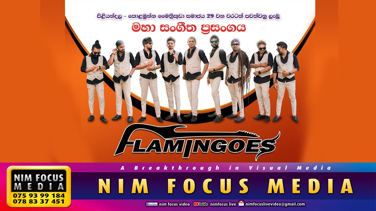 Flamingoes - NIM FOCUS MEDIA (B)