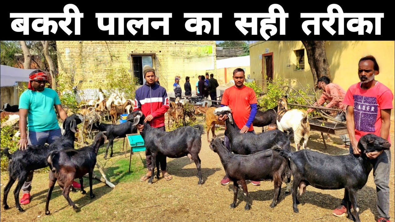 बकरी पालन का सही तरीका | bakri palan kaise karna chahie | Goat farming in hindi
