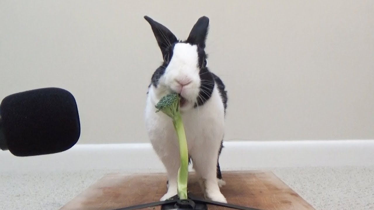 Rabbit eating crunchy broccoli! ASMR