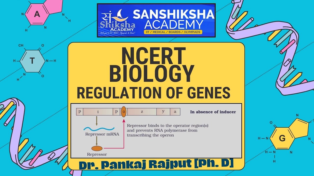 Positive and Negative Gene Regulation Explained | Sanshiksha  | NCERT Class 12 | NEET Biology