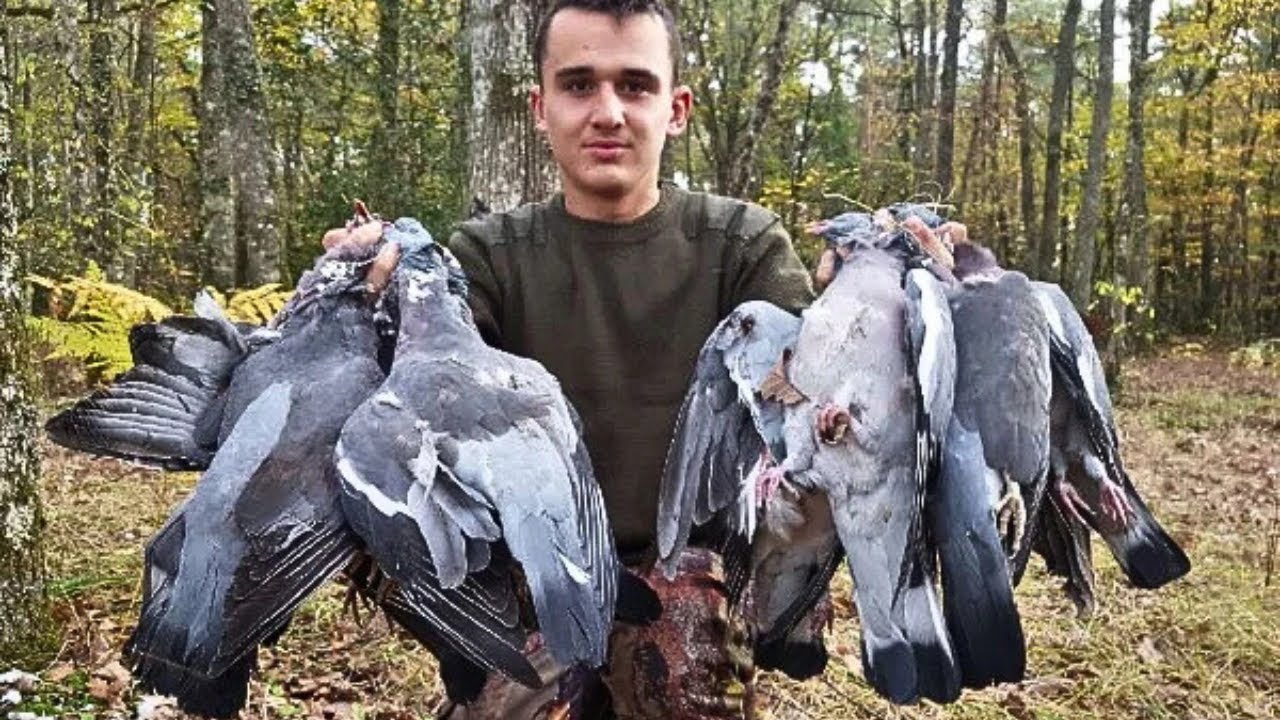 CHASSE A LA PALOMBE EN SOLOGNE