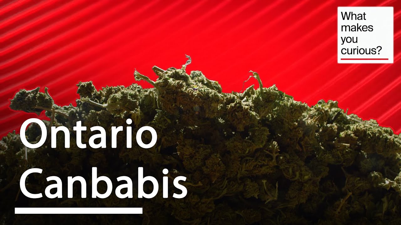 The State of Cannabis Production in Ontario | What Makes You Curious?