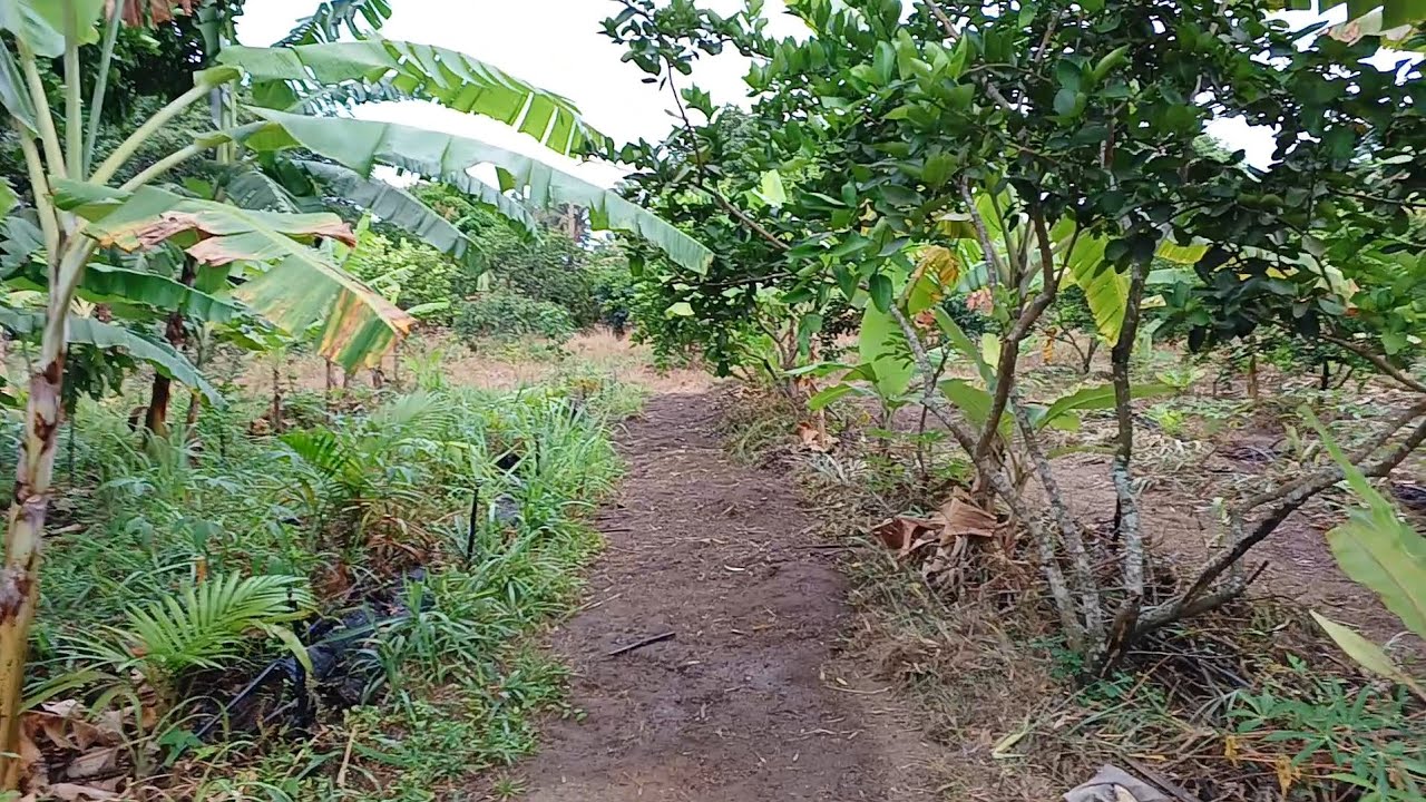 Um novo manejo na agrofloresta. 