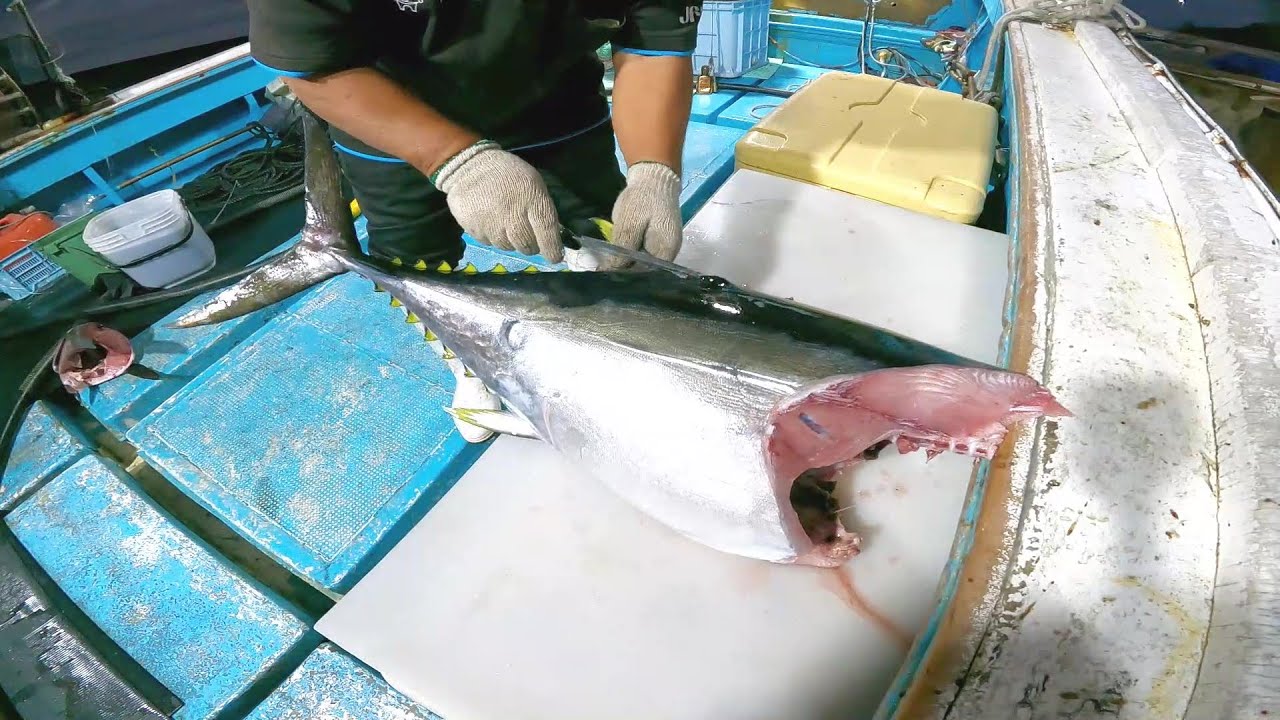 【病気マグロ】ガン！？内臓が腐ったように変色した病気マグロを解体して食べてみた結果、、、