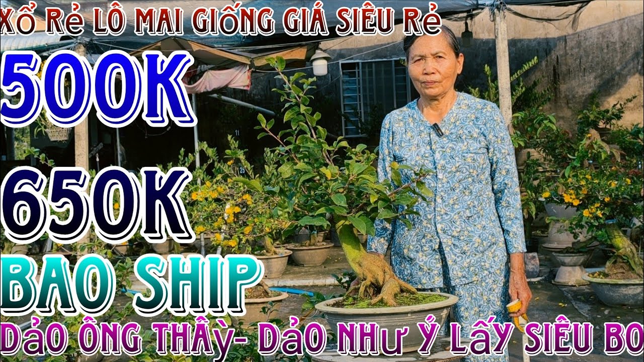 🌈4/03/2026☎️0325621622(Ngoại)🔥 xổ rẻ lô mai giống già mùa dáng trực tàng thông siêu rẻ lấy siêu bo