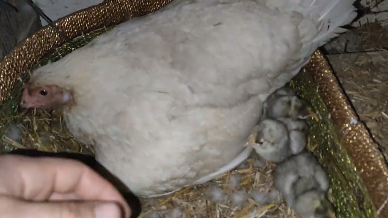 BEYAZ AUSTRALORP CİNSİ CİVCİVLERİMİZ YUMURTADAN &Ccedil;IKTI 👀✔👀🐔🦆👀🐓✔ #BEYAZAUSTRALORP #australorp