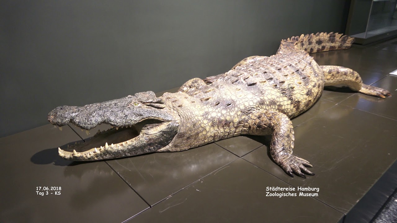 Zoologisches Museum - Hamburg