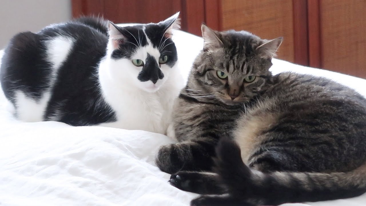 More Pets For Splash, Trees In Bloom, Feral Cat Demands Food - S3 E98 - Cat Vlog