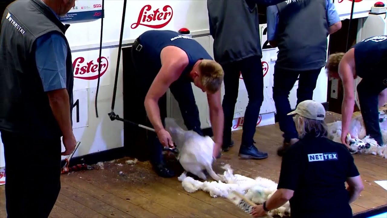 Rownd Derfynol Adran Agored |  Open Shearing Final