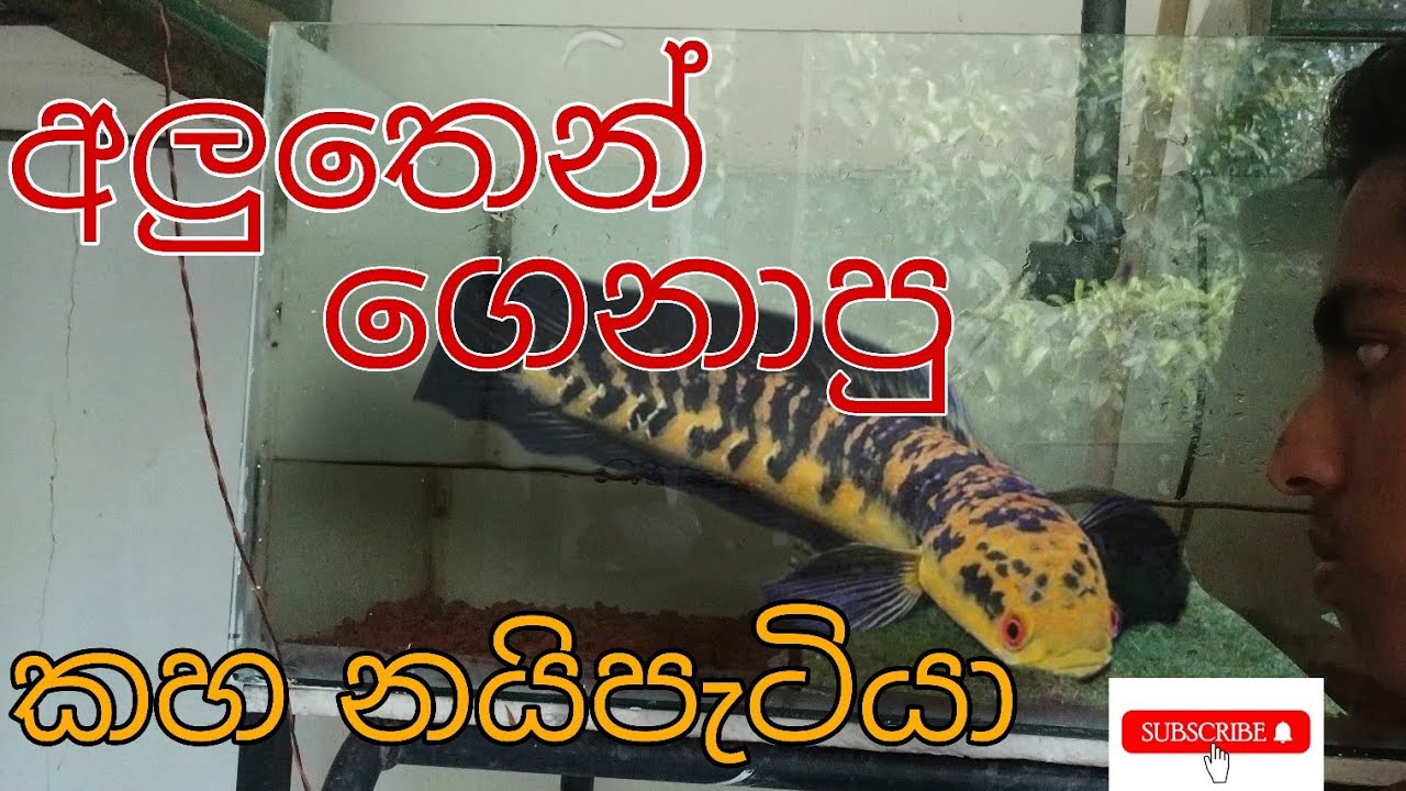 අලුතෙන් ගෙනාපු නයි පැටියා 🐍|yellow sentarum  #aquamonster 