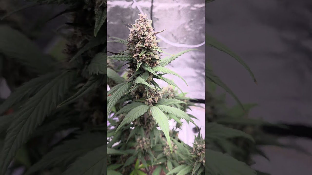 420 FastBuds Mix AutoFlower Pack... And I'm Back !