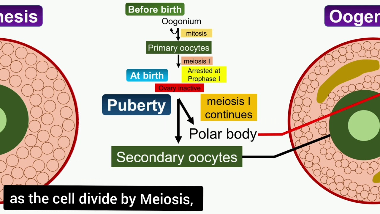 Oogenesis Animation
