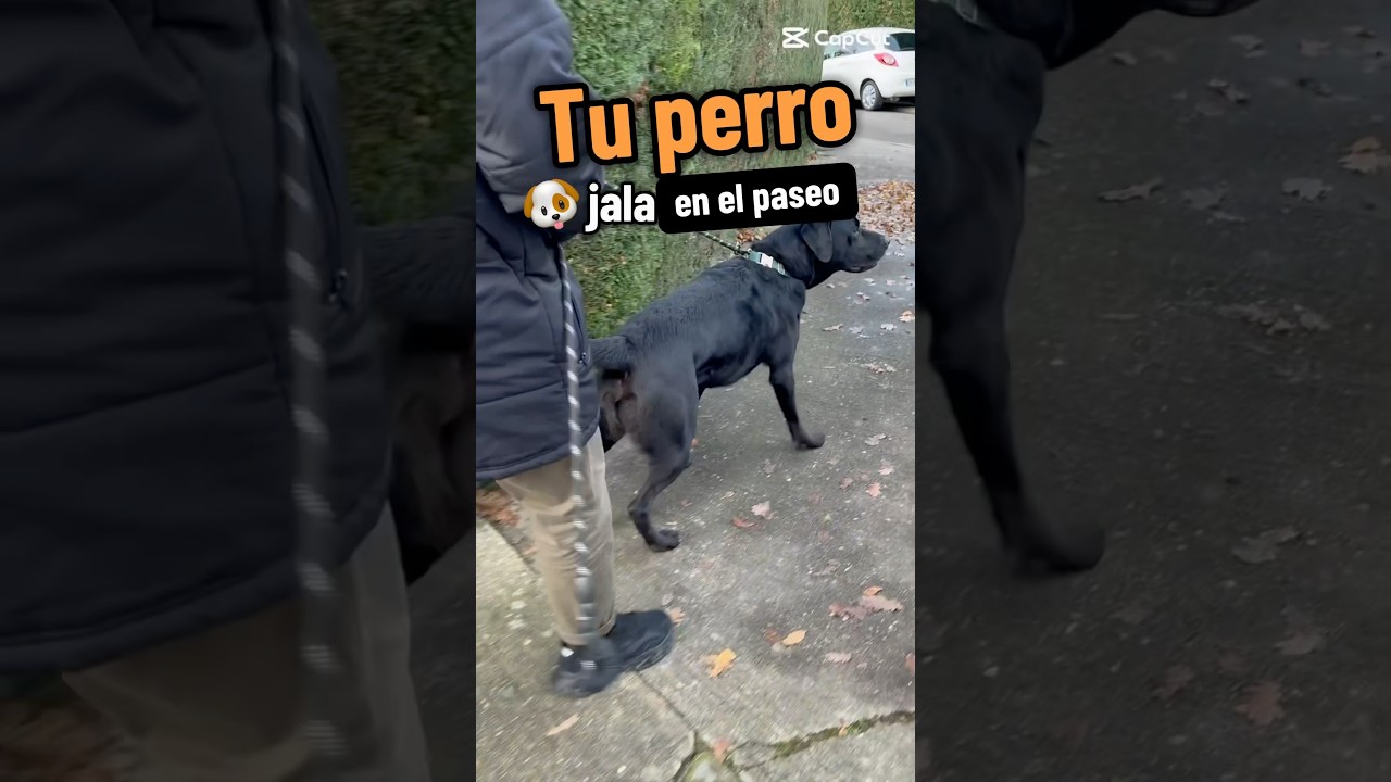 ‼️NO m&aacute;s tirones de CORREA con tu perro ✅