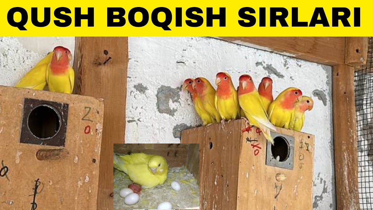 UY SHAROITIDA QUSH BOQISH BIZNESI HAQIDA MALUMOTLARI
