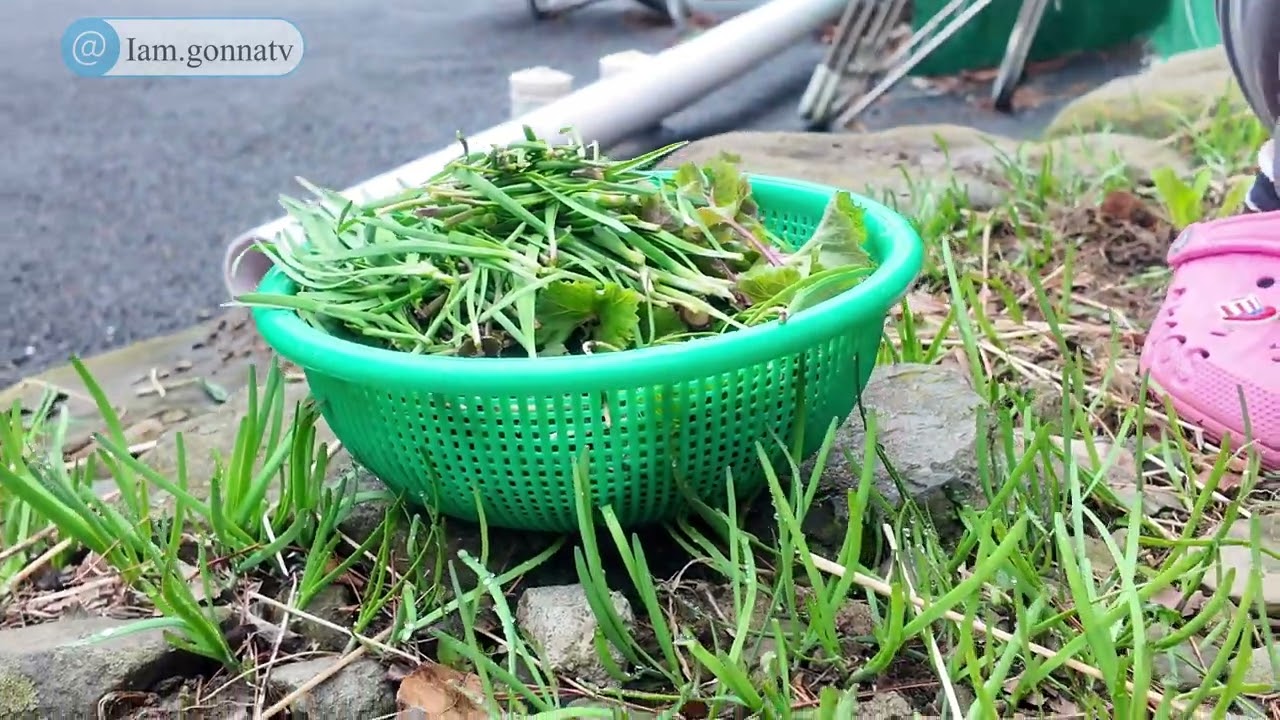 엄마가 직접 캔 자연산 봄나물! 머위, 달래, 부추 [Wild Greens Foraging]