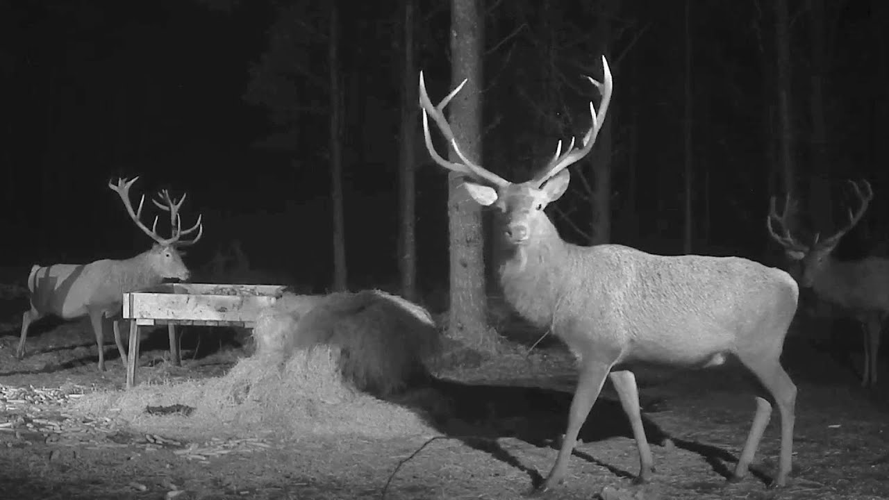 Hirvekaamera Saaremaa🦌~Stags on the feeder! they are very carefully~6:37 PM 2021/12/15