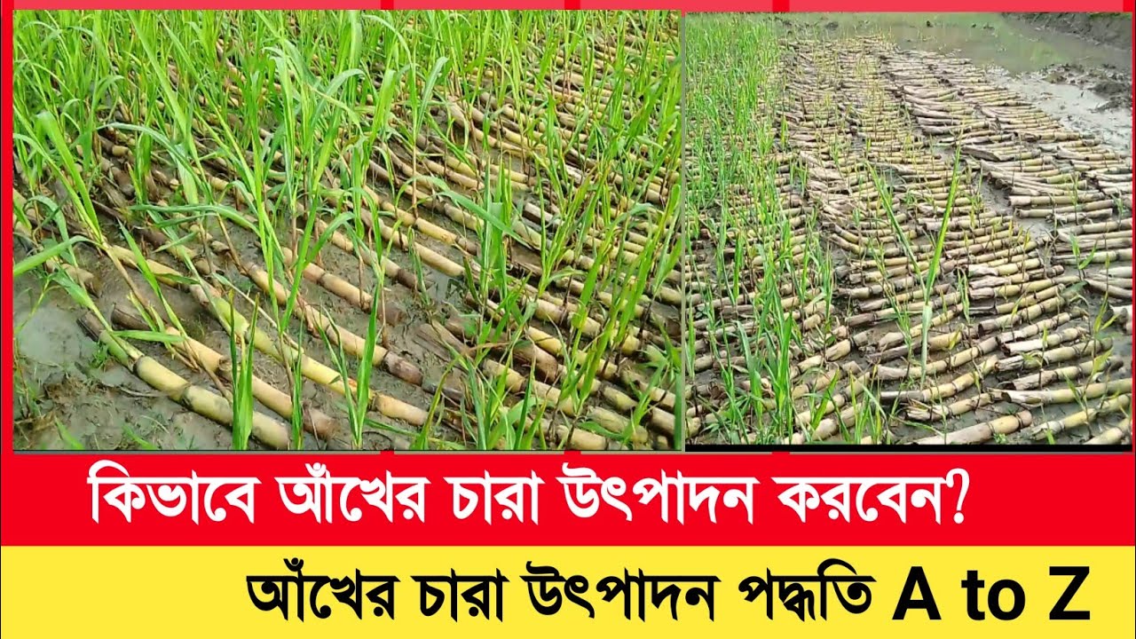 কিভাবে অাঁখের চারা উৎপাদন করবেন? অাঁখ চাষ পদ্ধতি। sugarcane cultivation method. Sugarcane plants.