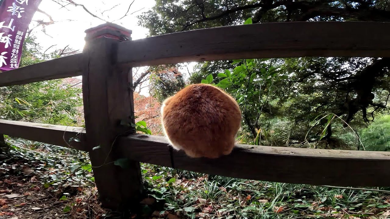 この丸い物はなんだ？