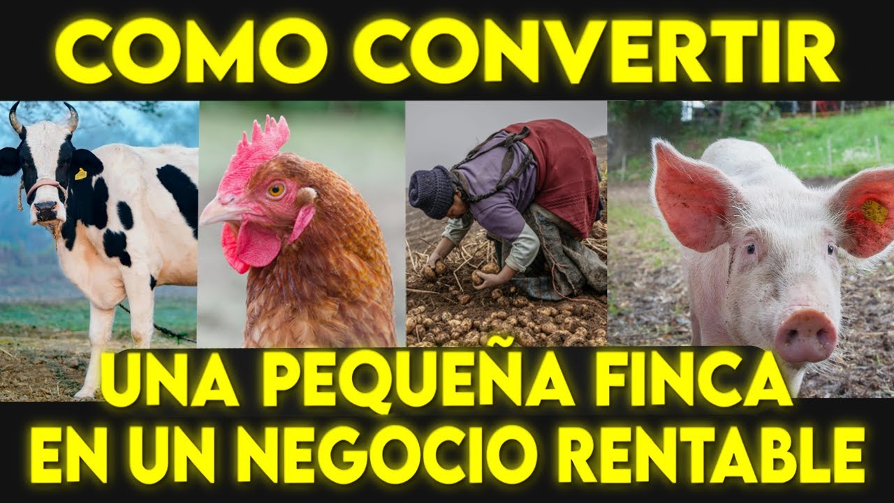 Como convertir finca PEQUEÑA en un negocio muy rentable
