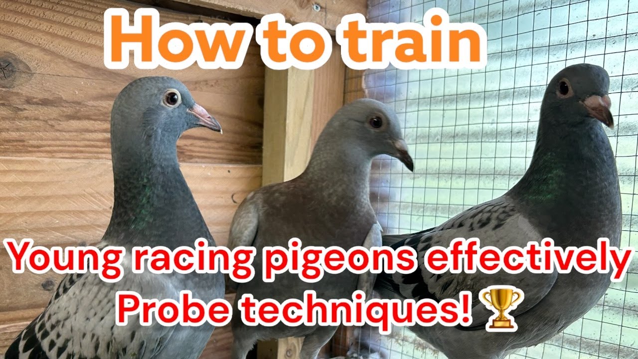 How to Train Young Racing Pigeons 🕊️ Effectively | Proven Techniques 🏆