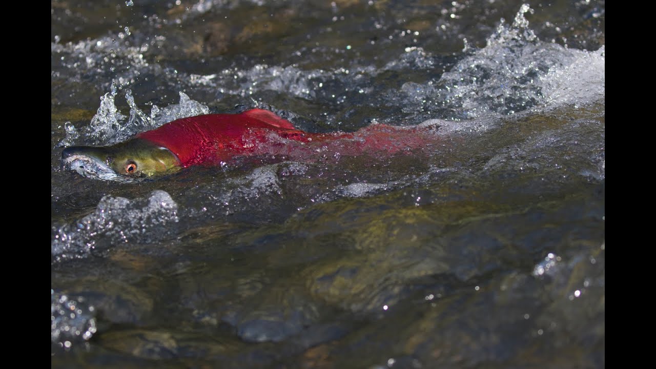 Bear Lake Fish Weir  