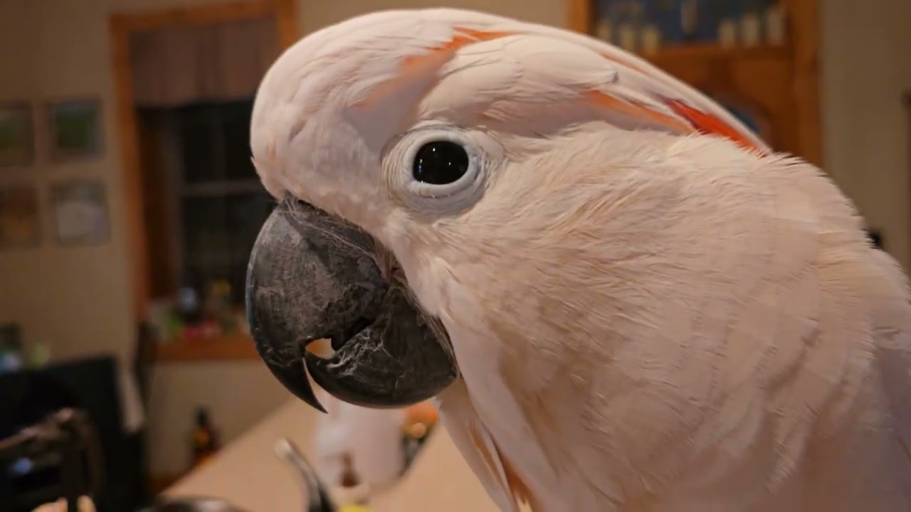 Don't Mention Nails or Work to a Cockatoo  !