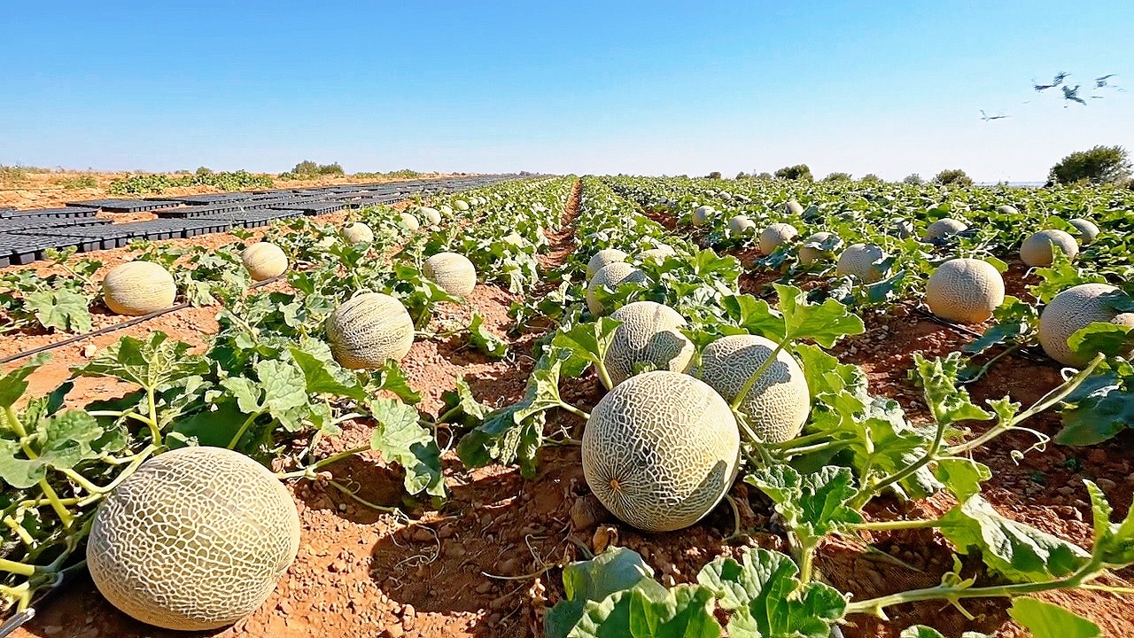 Admire the Largest Melon Farms in the World in Rural Spain