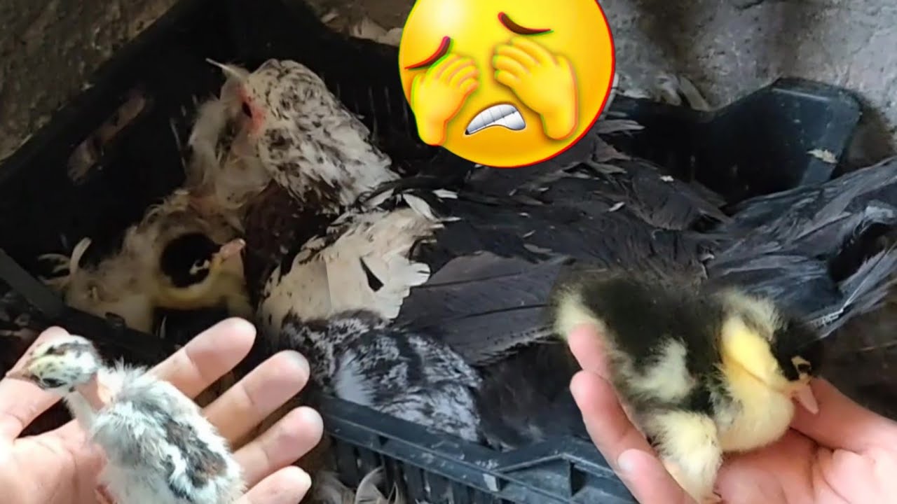 لو عندك المشكله دي هاتعمل إيه تعالوا نشوف البط اللى راقد طلع إيه والفراخه البلدى فقست البيض وطلعت