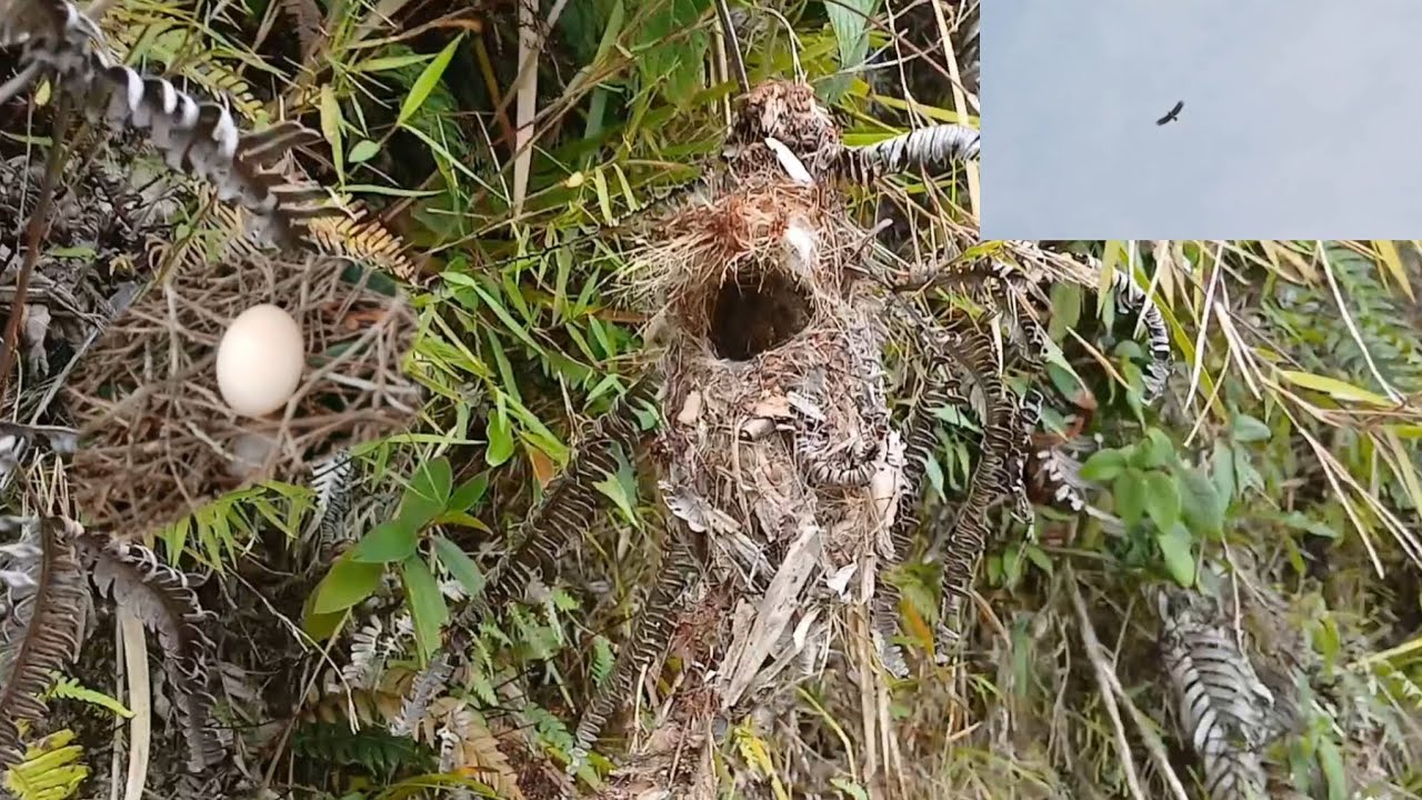 Cari sarang burung musim nyarang