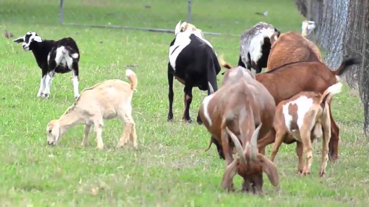 On The Farm - Educational Video by abcteach
