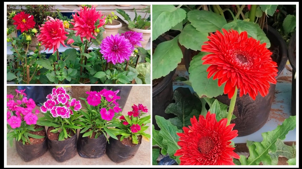 Colourful सर्दीयोंके plant की shopping @floweringgardenvlog  