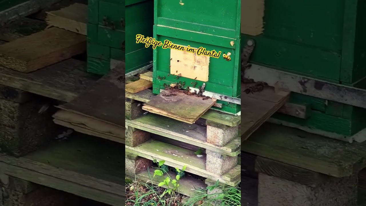 Bienen Glantal. 