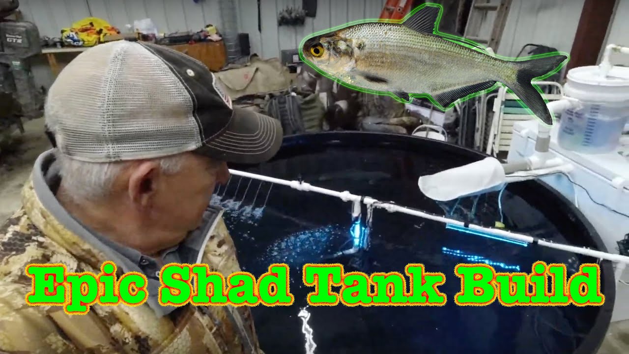 Epic Shad Tank Build