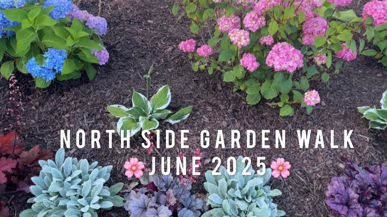 Feeling Shady? 🌿 Join me on my shade-loving garden walk!
