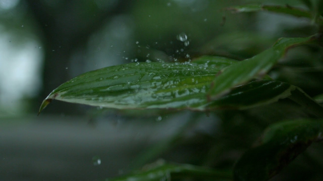 Slow motion rain on plant - no Copyright